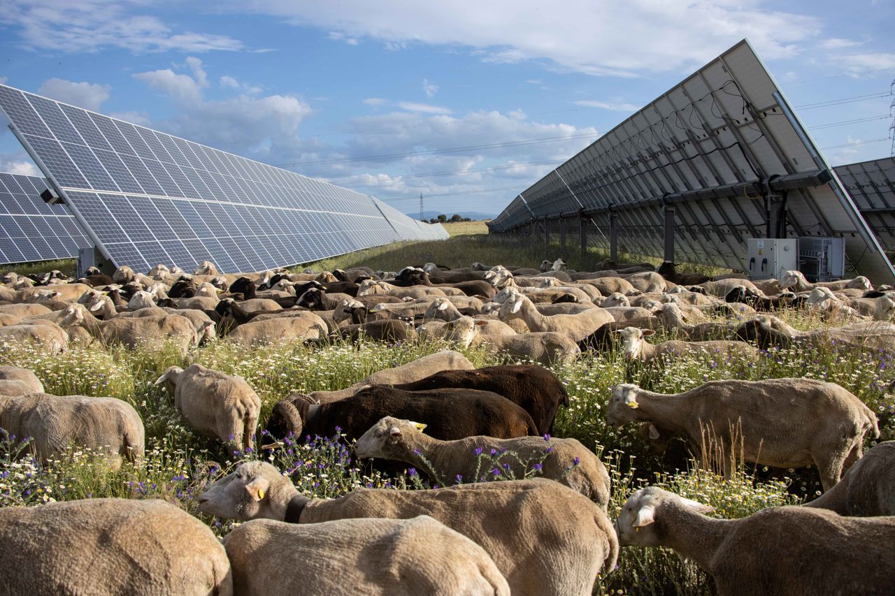 Ovejas Talayuela Solar IIII.JPG